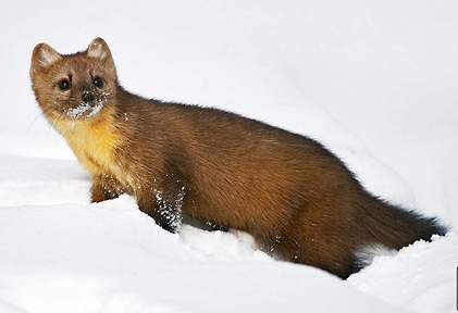 marten 2 graphic